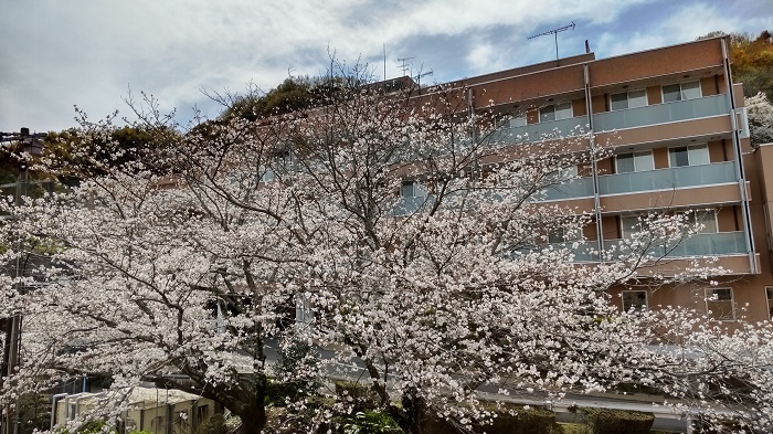 絶好のお花見スポットあります