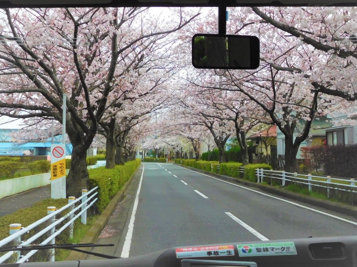 浦安市内をめぐる桜ドライブを開催しました