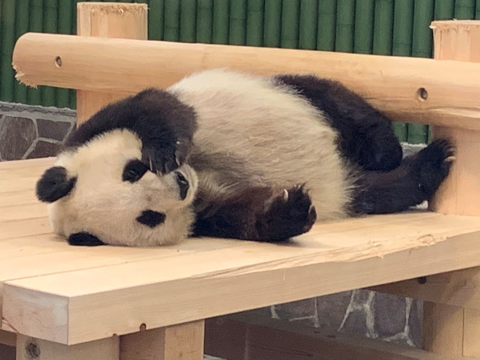 ちょっと休憩パンダ