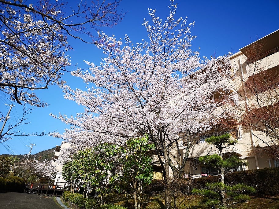 エデンの桜