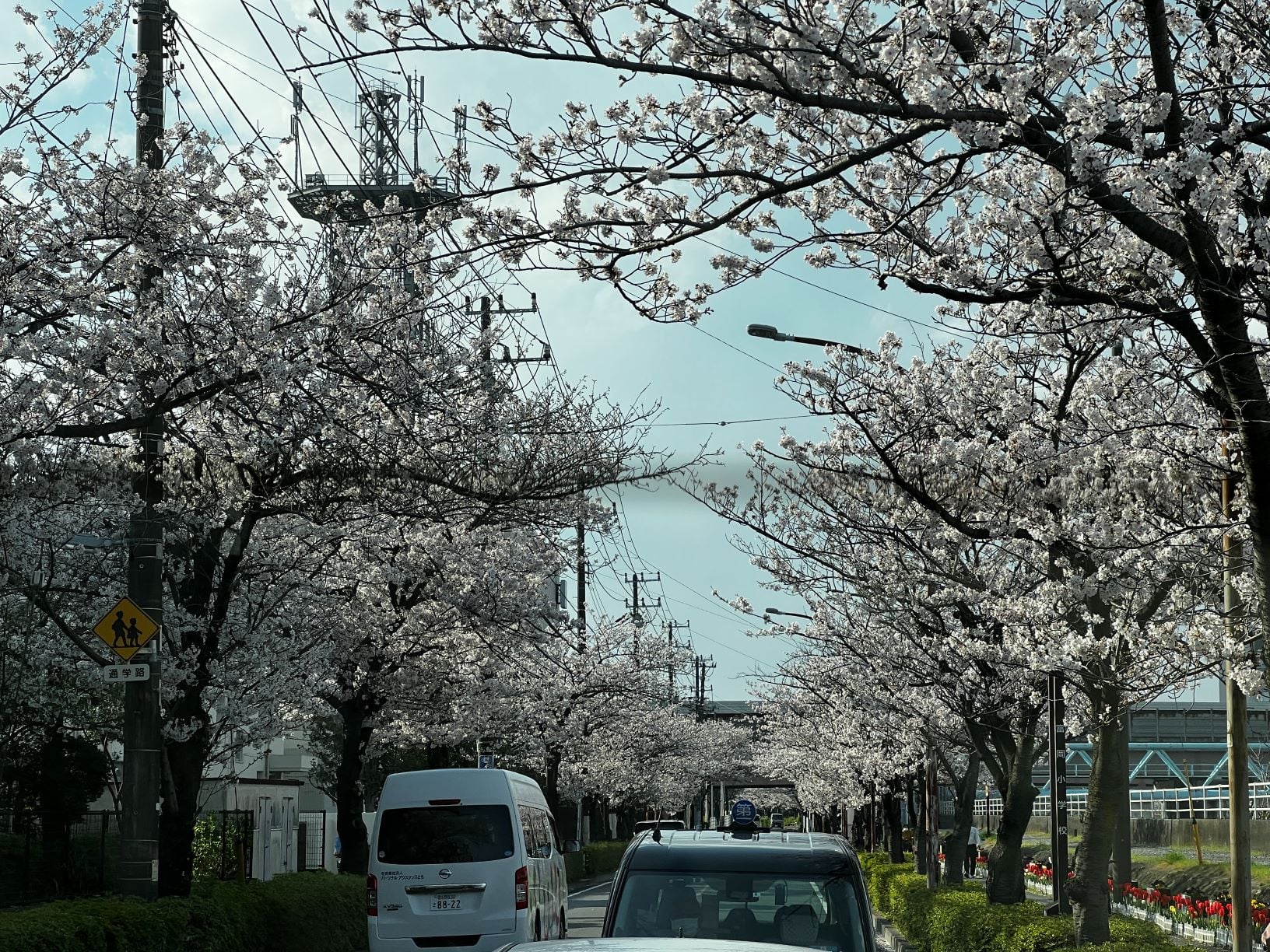 バスで巡る桜並木②