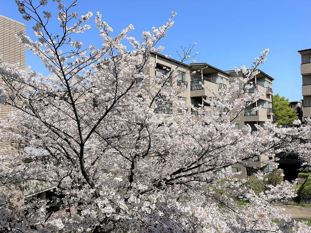 号館の間の見事な桜