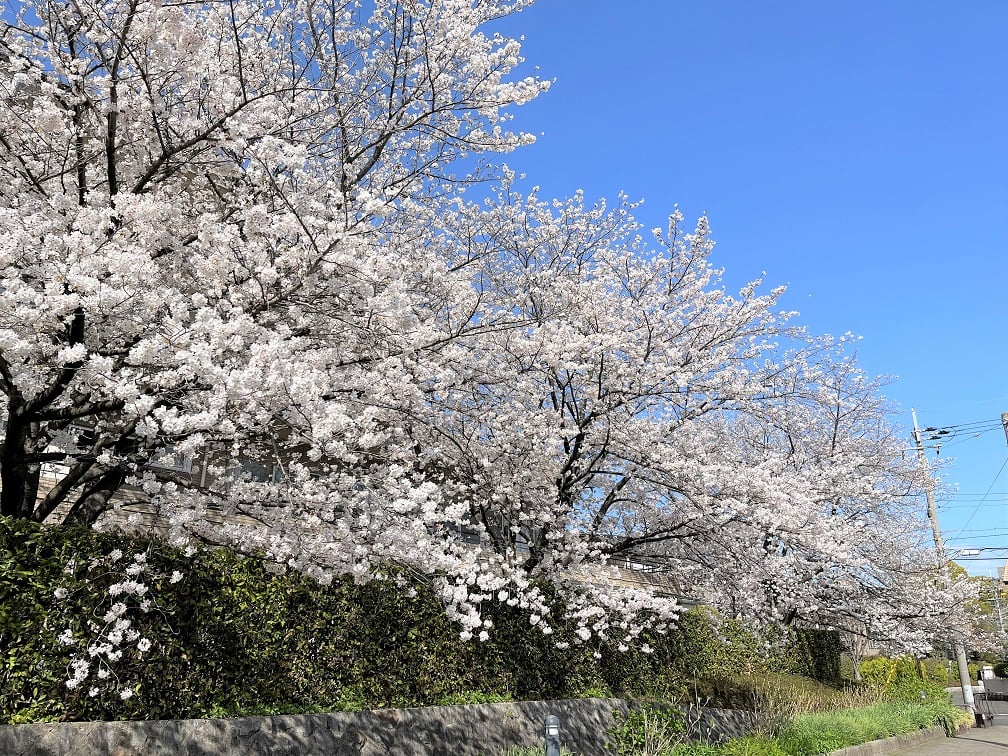 介護居室から見える見事な桜