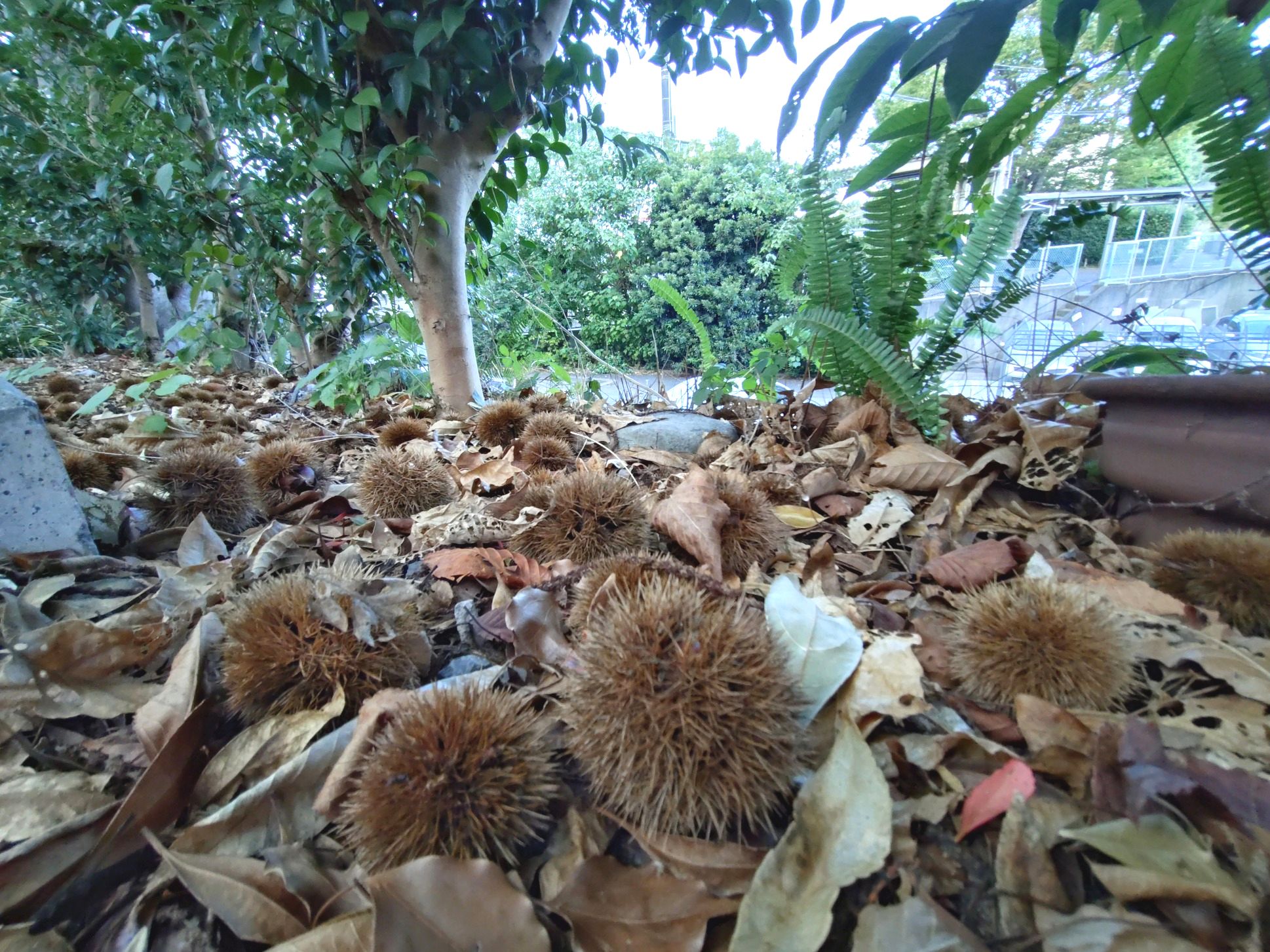 園周辺には秋の便りが沢山