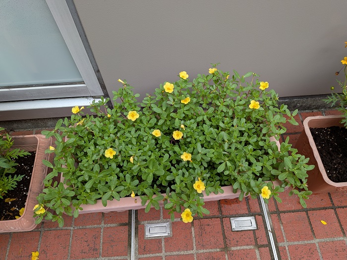 元気いっぱい！プランターが手狭に…（9月26日）