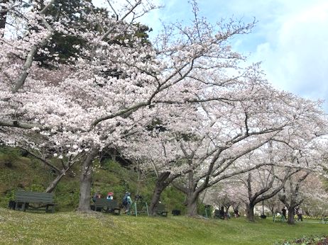 桜はちょうど満開です