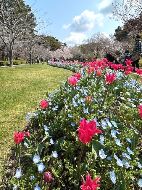 鮮やかなチューリップとネモフィラが広がります