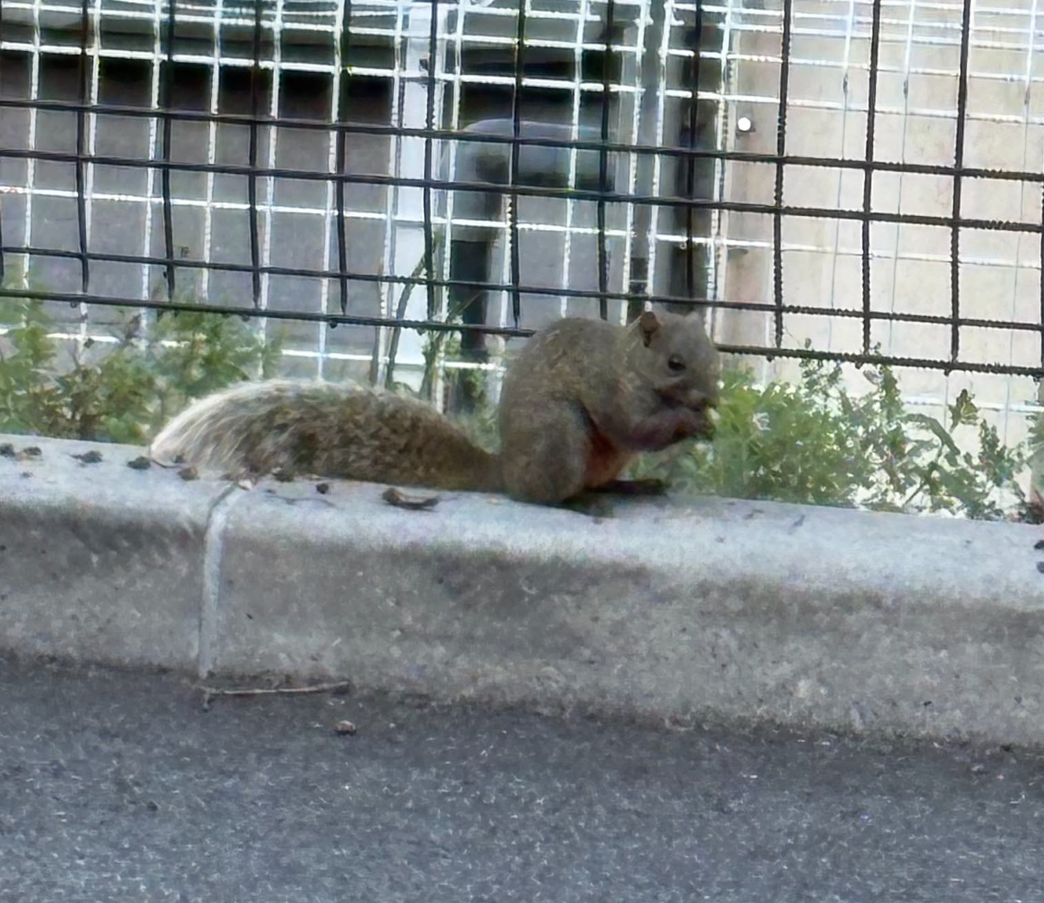 リスはこの場所がお気に入りの模様