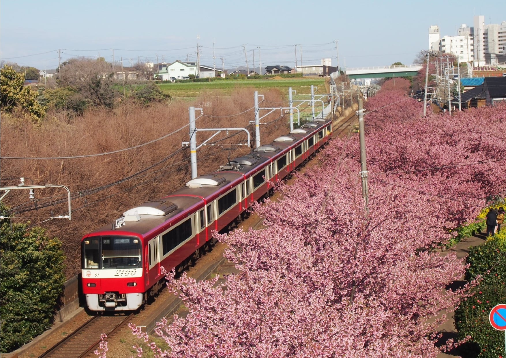 三浦海岸沿線の河津桜が咲き誇っています！