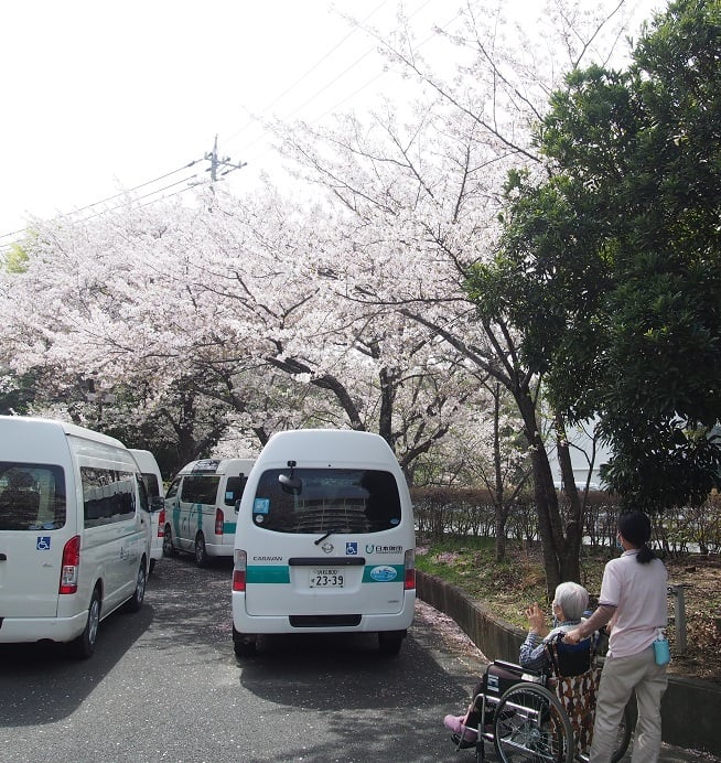 満開の桜に喜んでいらっしゃいました