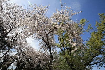 爽やかな青空と桜＆新緑