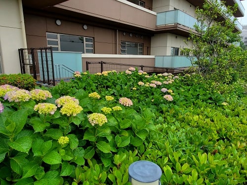 5月中旬はまだ咲き始めたばかりでした。