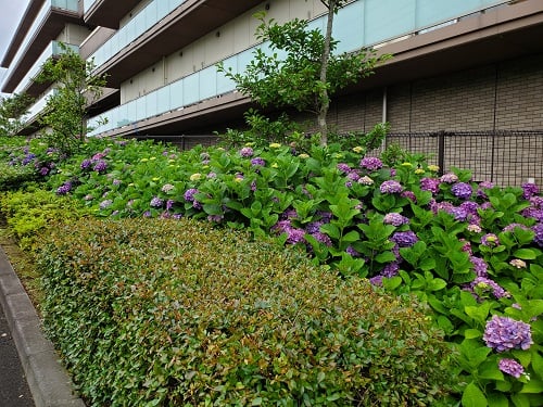 駐車場へ上がるスロープでは紫陽花が迎えてくれます。