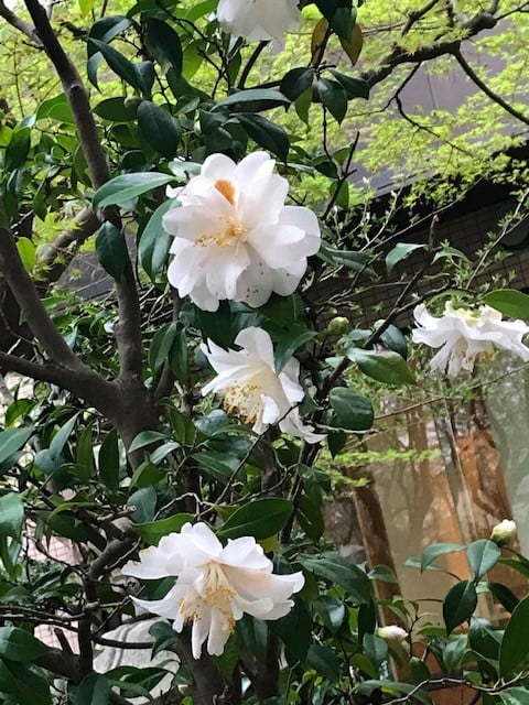 ツバキ