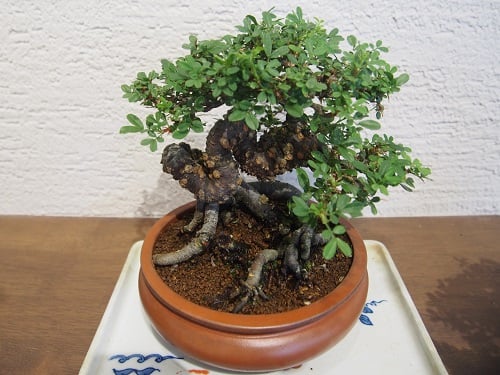 三十年物の群雀（むれすずめ）
