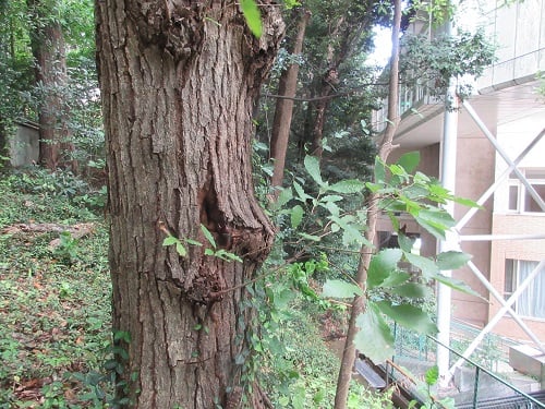 4号館の北側の雑木林