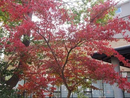 正面玄関前の紅葉！