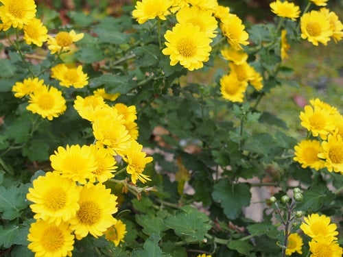 可愛らしい中庭の菊！