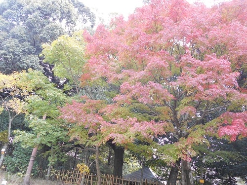 万葉の森の紅葉！
