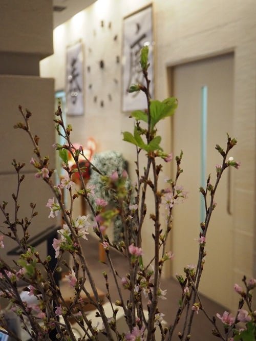 啓翁桜