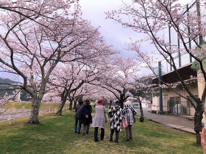 満開の桜に皆様テンション上がります♬