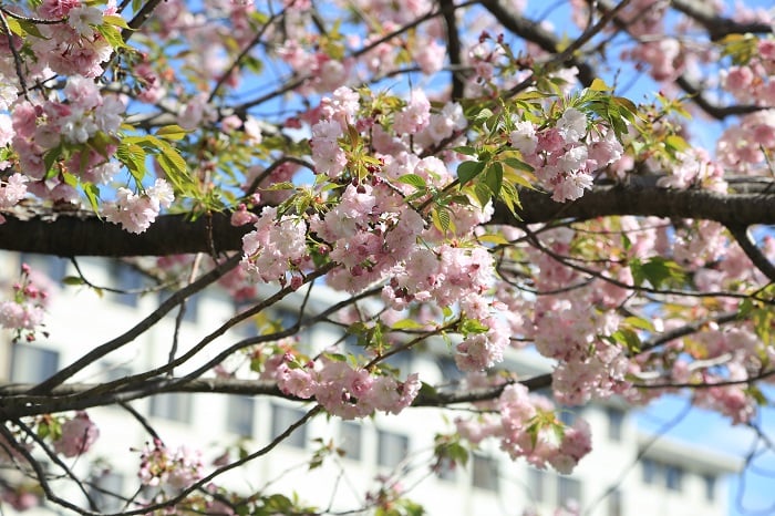 今度は八重桜が満開です！