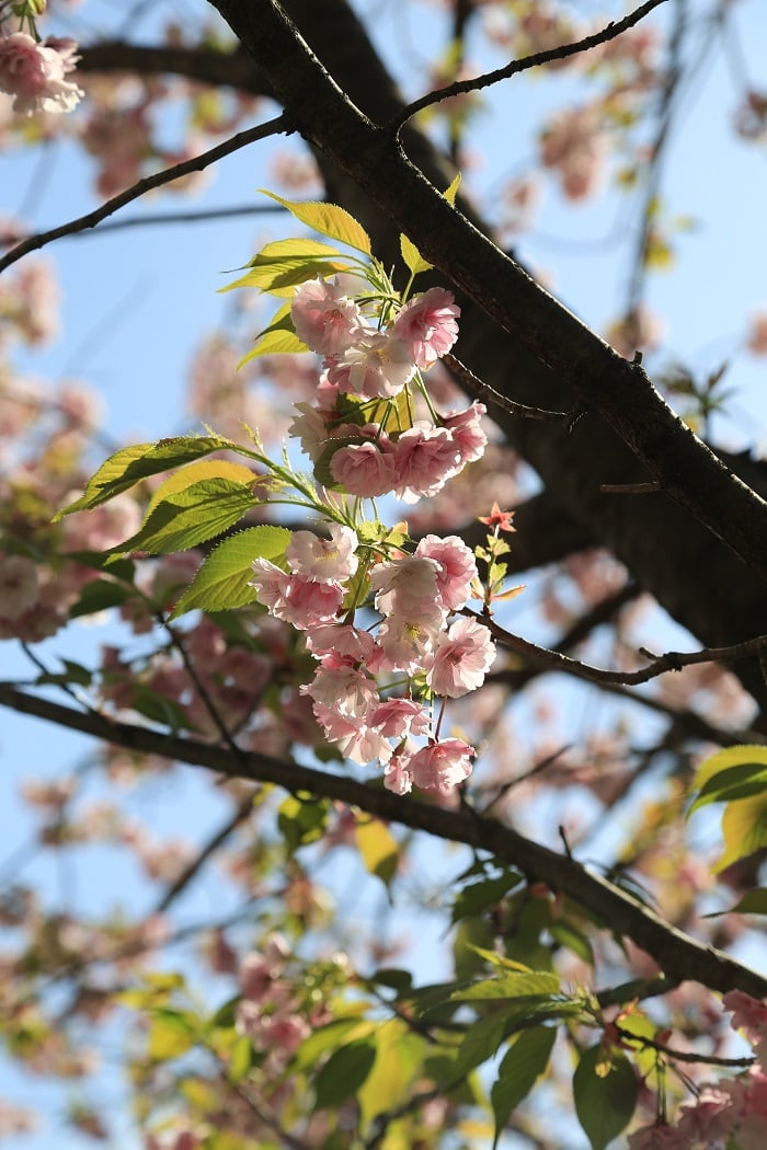 花びらが「密」です♪