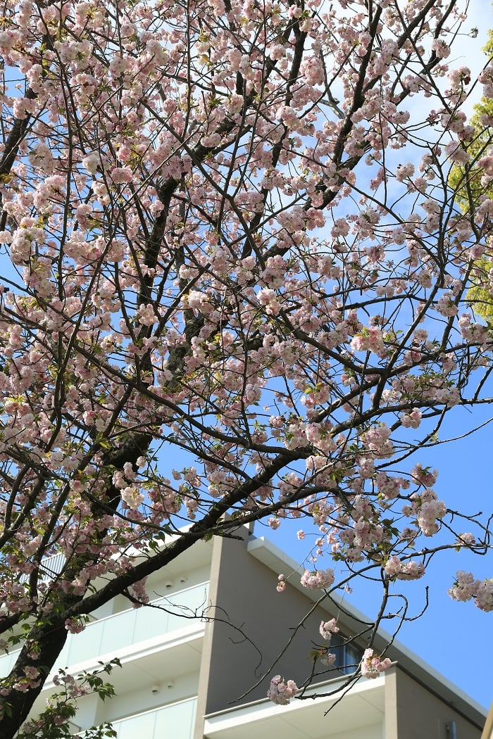 空の青さと、八重桜の薄いピンクのコントラストが素敵です♬