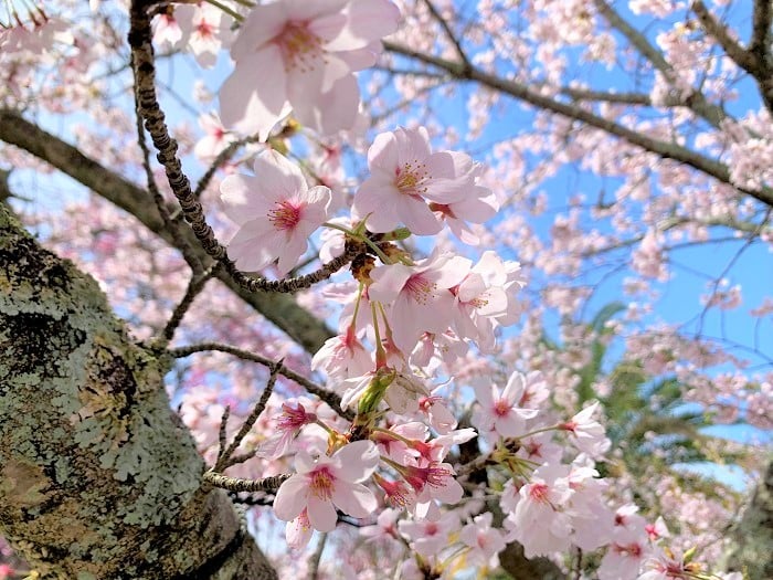 聖墓苑の桜