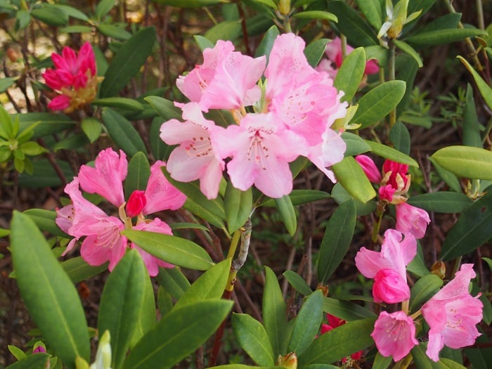 正面玄関に咲く「高嶺の花♪」