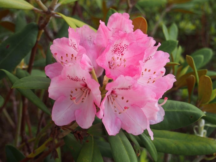 可愛らしいピンクのお花が華やかです！