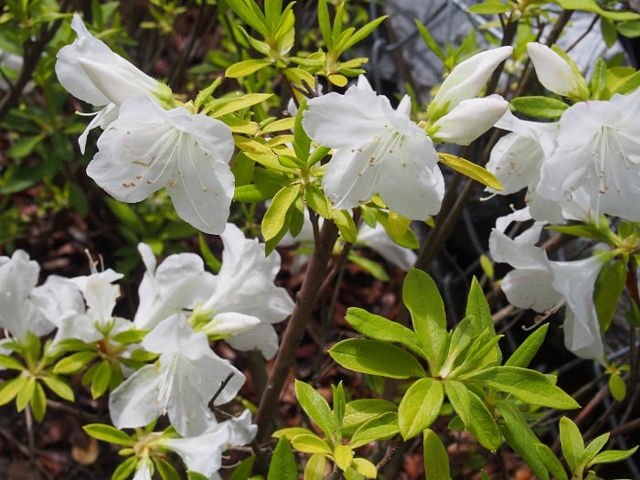 白いツツジの花言葉は「初恋」だそうです♪