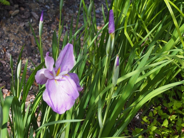 凛々しく優雅な花菖蒲！