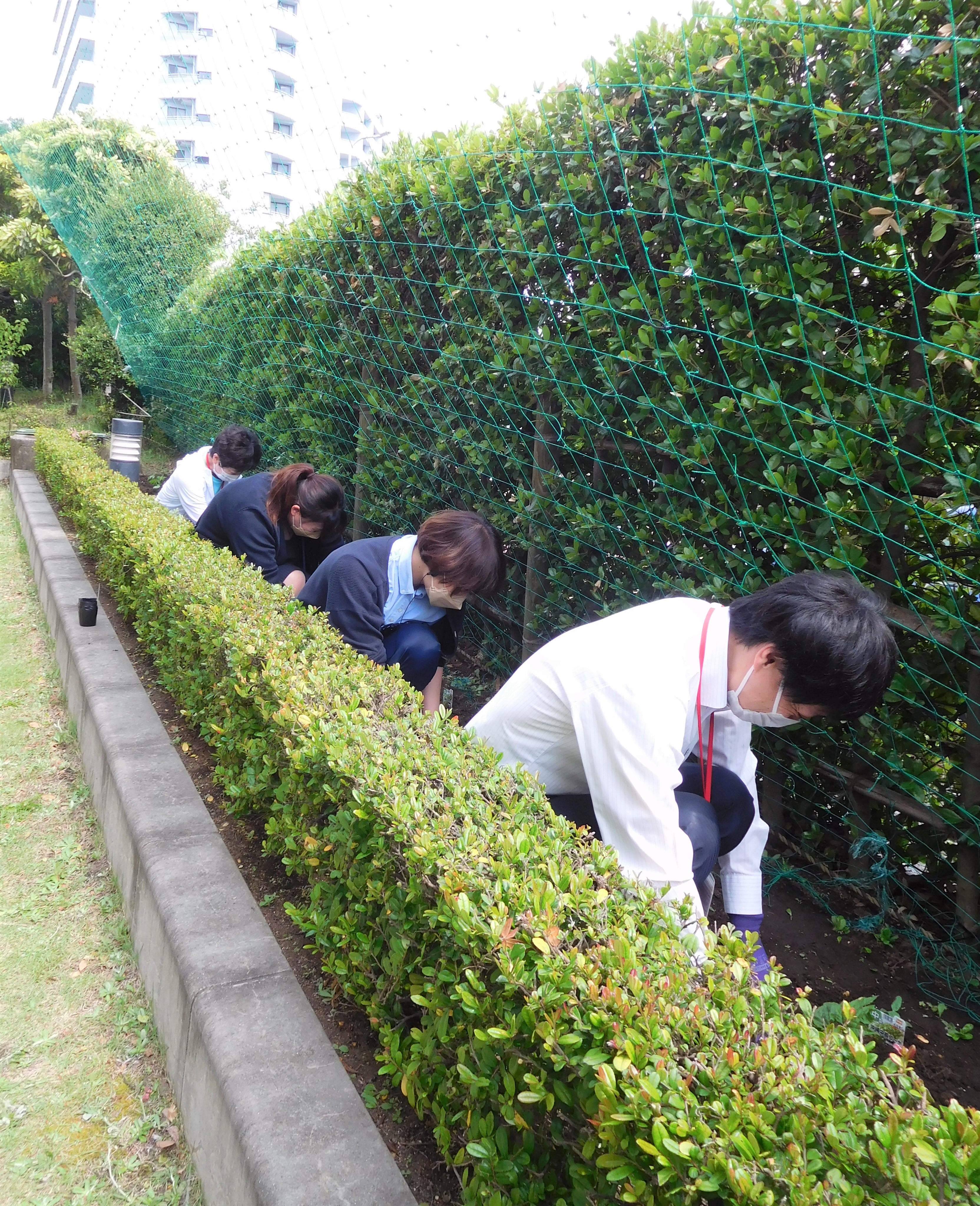レストランの窓側からゴーヤの苗を植えはじめました