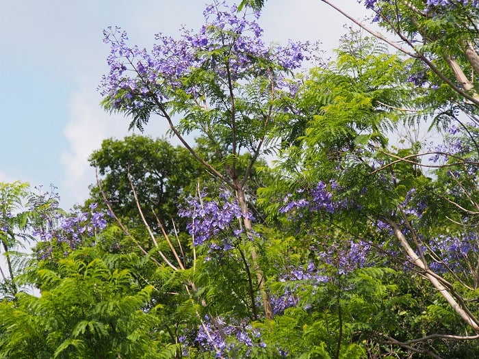 例年よりもお花が多いようです！