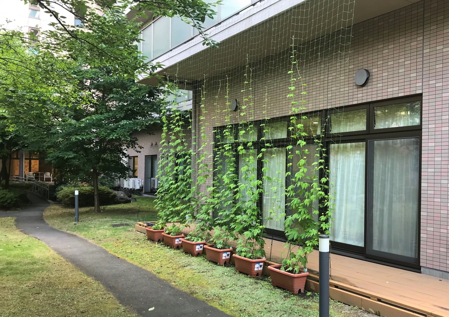 ケアセンター1階のベランダのゴーヤの様子