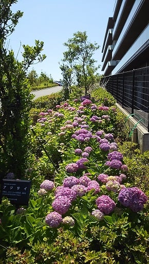 紫陽花が見頃です！