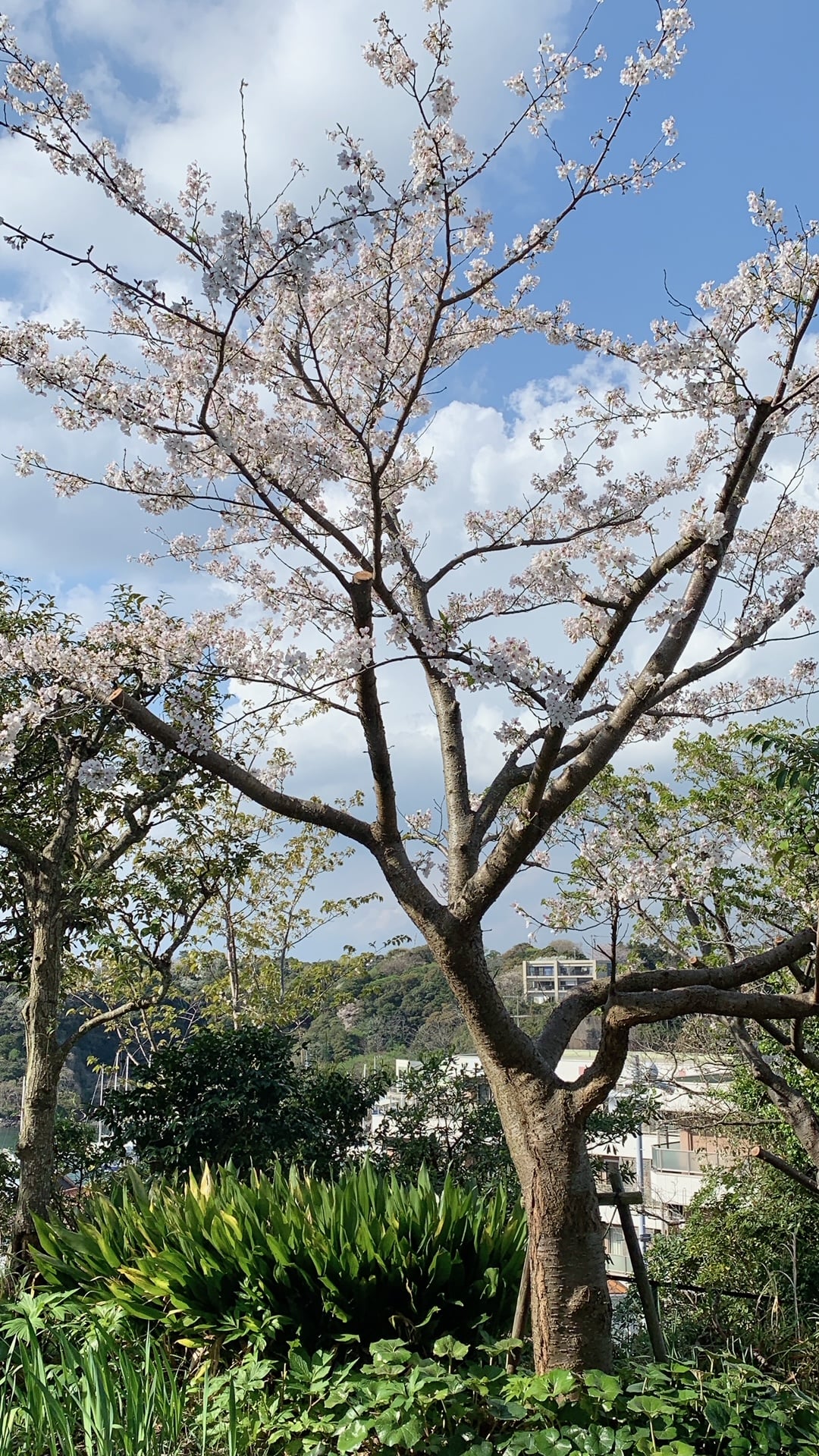F：富士見の庭