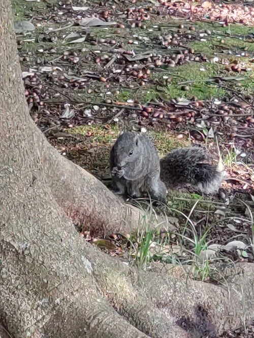 野生のリスを見る事が出来ます♪