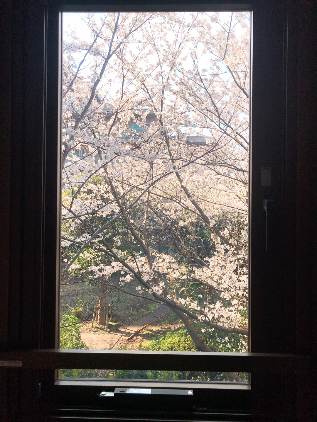 今回は2階の窓から、桜をご紹介いたします。