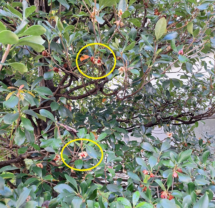 濃赤色の種子（果皮が割れた後）