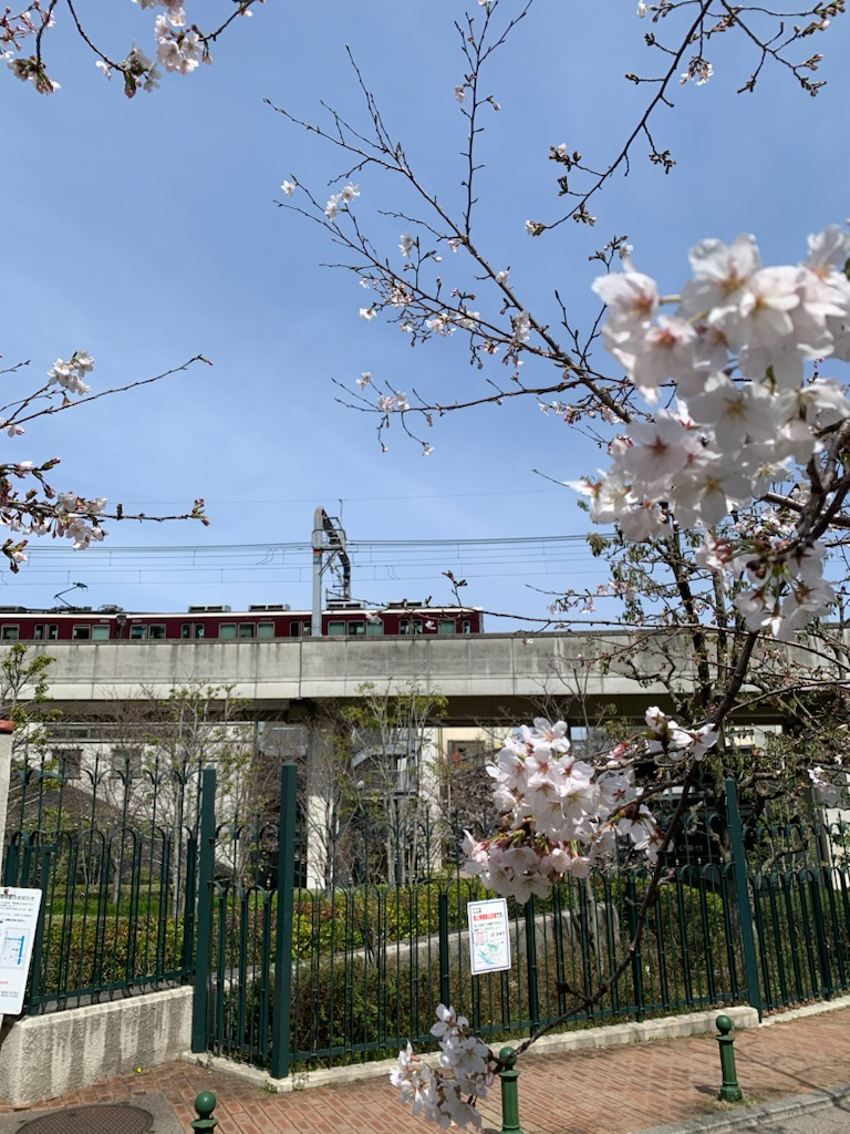 「花のみち」の桜with阪急電車