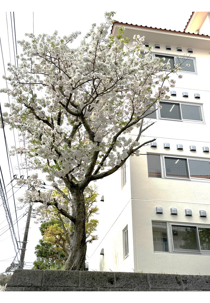 １号館横
