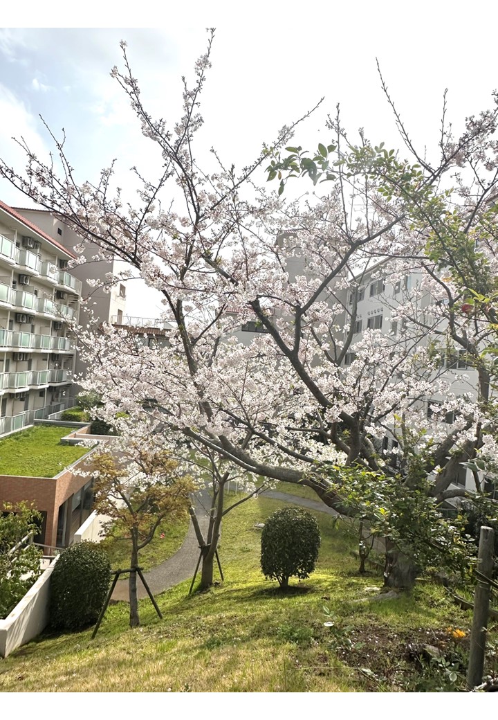 虹の庭