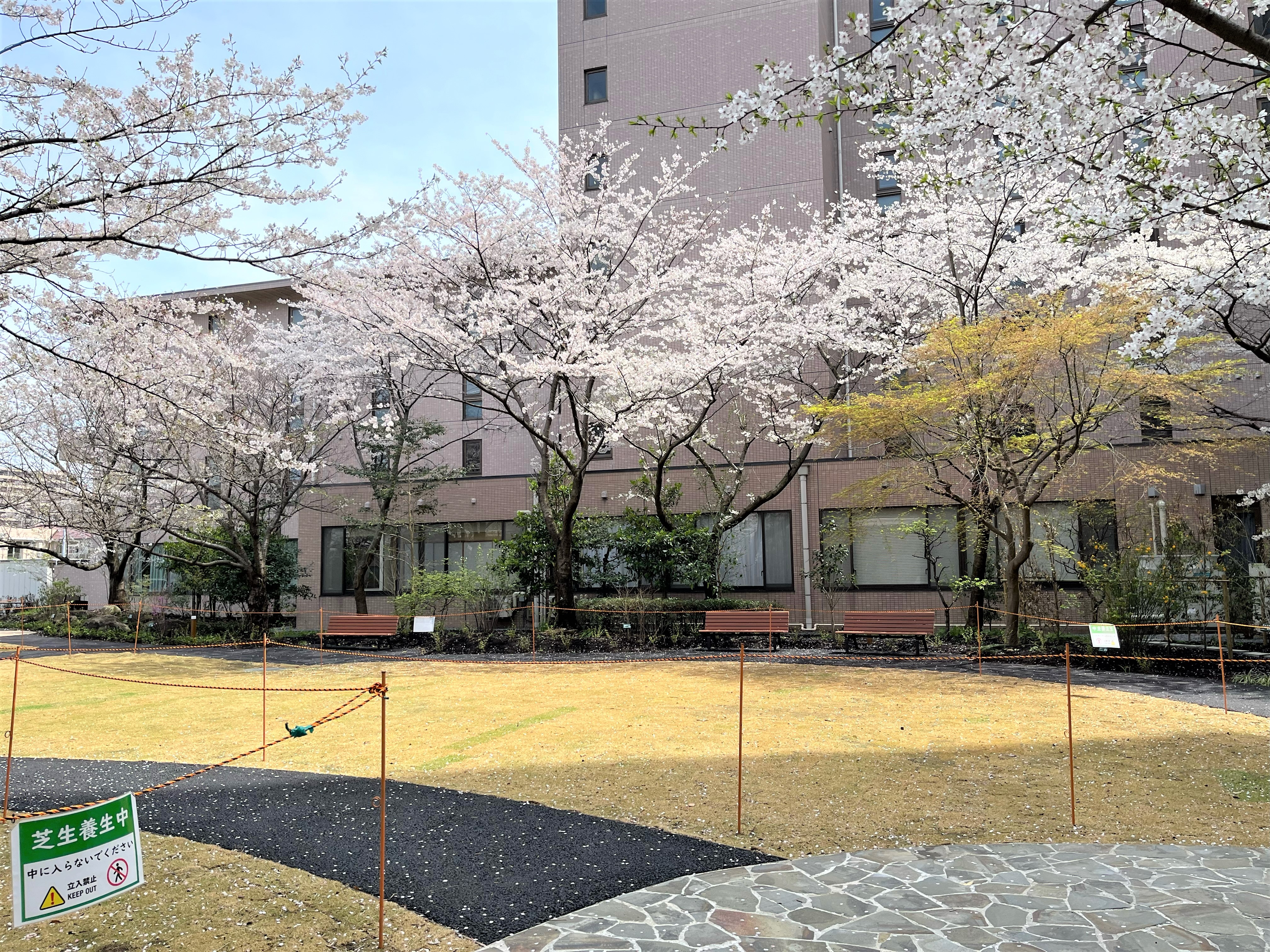 今年の桜の様子をご紹介します