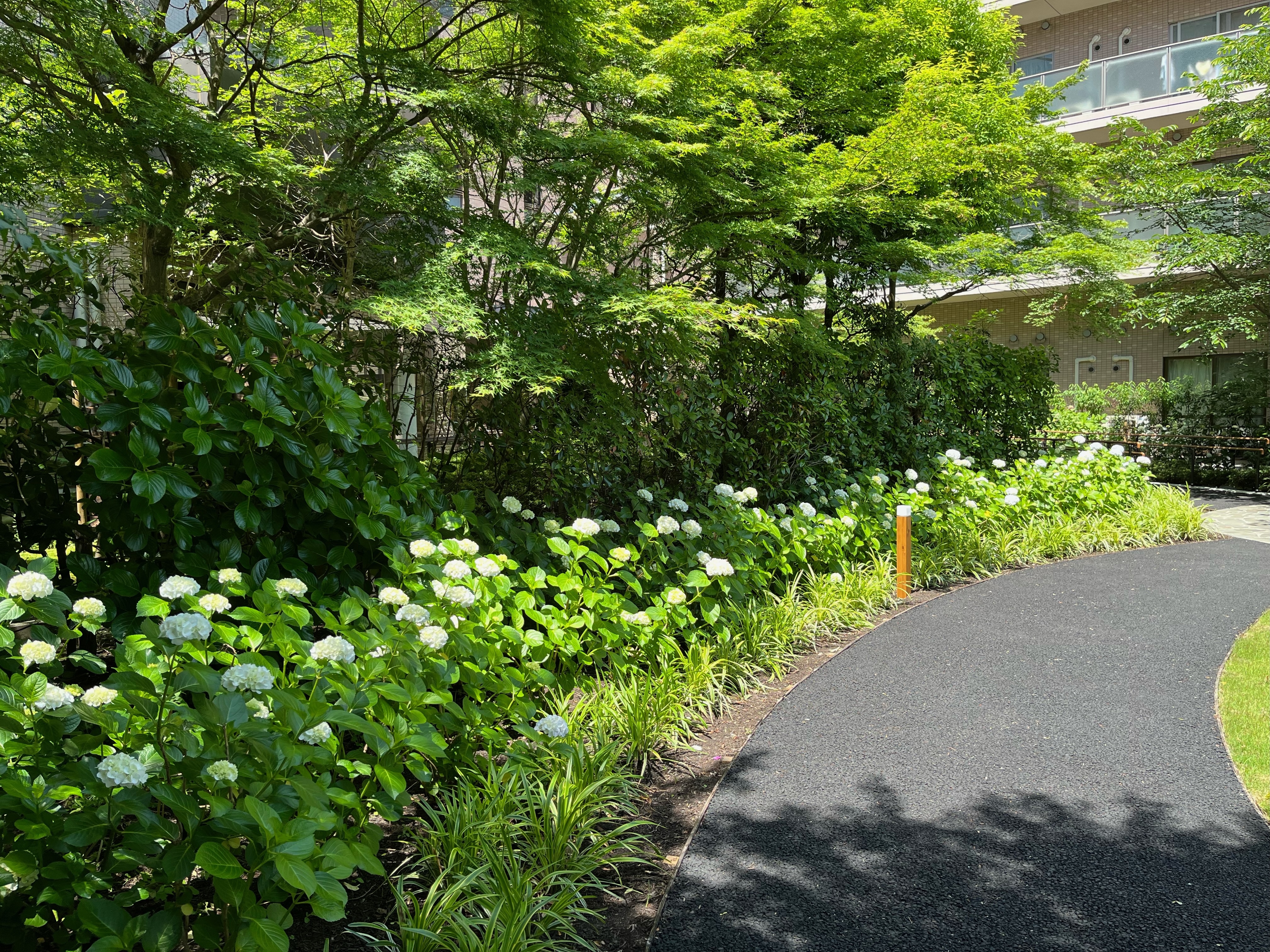 あじさいがきれいに咲き始めました