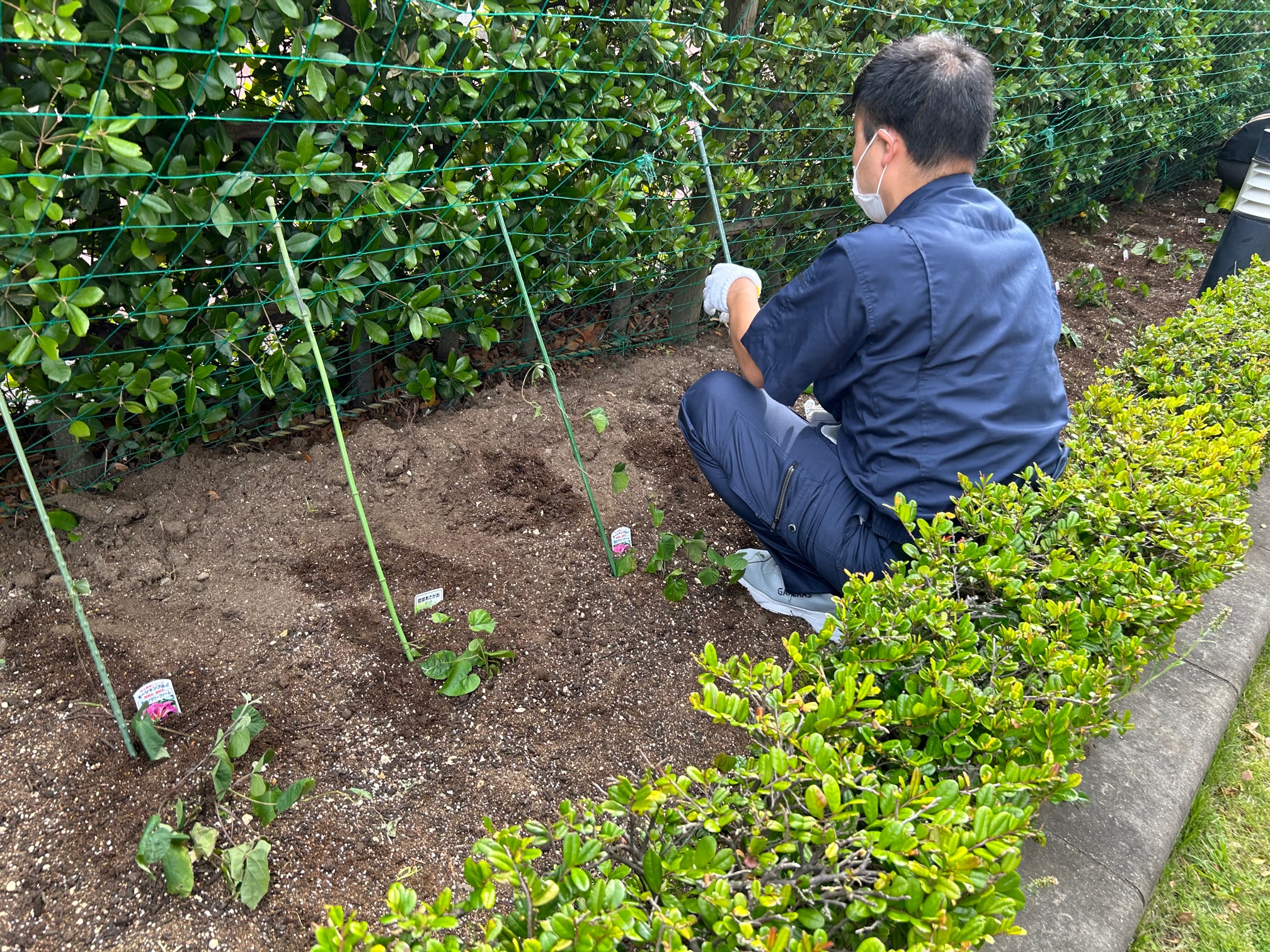 種類の違う琉球朝顔を交互に植えます