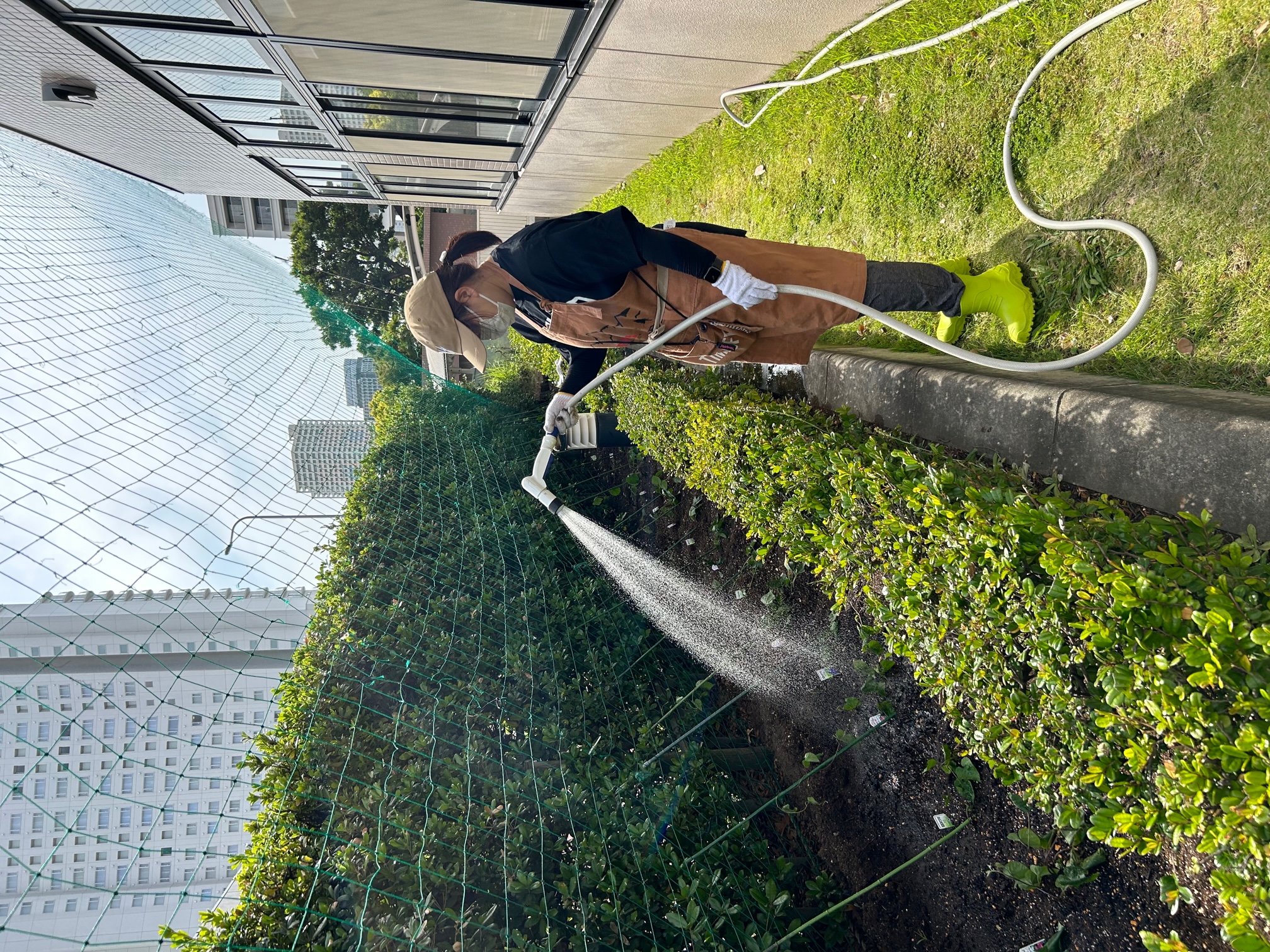 苗植え後