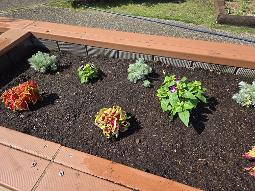 植替え完了。成長が楽しみです。