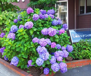 紫陽花が満開です！